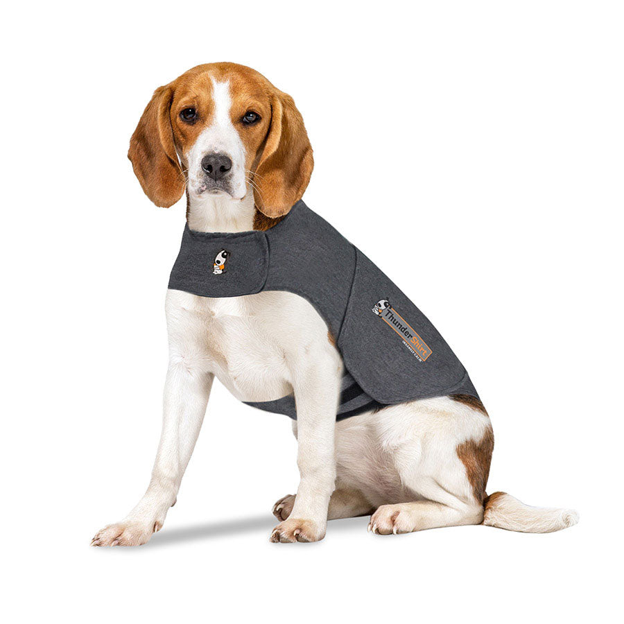 How to Choose the Right Food for Your Cat's Health