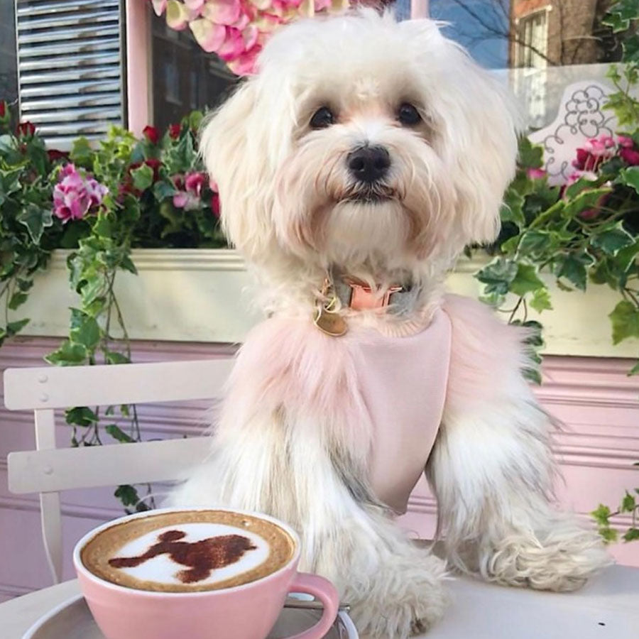 Top 7 Must-Have Products for Every Dog Parent