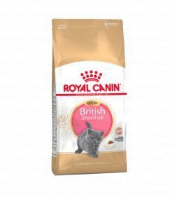 Royal Canin Dry Food for British Shorthair Kittens (4-12 Months)